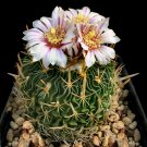 Exclusive Stenocactus Erectocentrus, rare echinofosulocactus cactus exotic cacti10 SEEDS