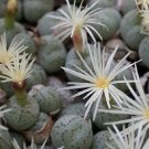 Limited Edition Conophytum karamoepense rare living stones rock stone mesemb semi seed 100 SEEDS Limited Edition Conophytum karamoepense rare living stones rock stone mesemb semi seed 100 SEEDS