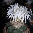 Premium Discocactus eptacanthus exotic fragance perfume cacti rare cactus seed 100 SEEDS Premium Discocactus eptacanthus exotic fragance perfume cacti rare cactus seed 100 SEEDS