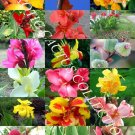 Exclusive CANNA LILY MIX, exotic tropical flowering pond ginger lilies bulbs seed 5 SEEDS