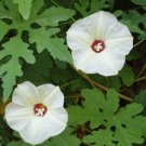 Premium Merremia Dissecta, Alamo Vine Noyau Morning Glory Ipomoea flower seed -15 seeds