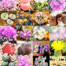 Limited Edition COLOR CONOPHYTUMMIX, succulent cactus mixed living stones rocks seed -15 SEEDS Limited Edition COLOR CONOPHYTUMMIX, succulent cactus mixed living stones rocks seed -15 SEEDS