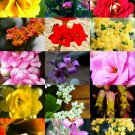 Top-Quality FLOWERING KALANCHOE MIX rare plant exotic cactus flower succulent seed 100 seeds