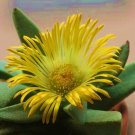 Premium Pleiospilos Compactusrare mesemb mesembs rock living stones seed 50 SEEDS Premium Pleiospilos Compactusrare mesemb mesembs rock living stones seed 50 SEEDS