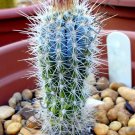 Best-Selling RARE PILOSOCEREUS BRAUNII|exotic color columnar cacti cactus seed 100 SEEDS Best-Selling RARE PILOSOCEREUS BRAUNII|exotic color columnar cacti cactus seed 100 SEEDS