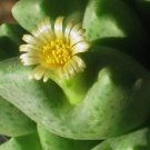 Exclusive Conophytum Rostratum rare mesemb exotic semi rock living stones seeds 100 SEEDS Exclusive Conophytum Rostratum rare mesemb exotic semi rock living stones seeds 100 SEEDS