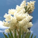Premium Giant Spanish Dagger Yucca carnerosana | seed succulent rare aloe agave 50 SEEDS Premium Giant Spanish Dagger Yucca carnerosana | seed succulent rare aloe agave 50 SEEDS