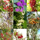New Arrival FLORIDA NATIVE TREES variety MIX rare flower plant fragrant wild berry 100 seeds