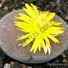 Exclusive RARE LITHOPS FULVICEPS exotic living stones rare succulent plant seed 30 SEEDS Exclusive RARE LITHOPS FULVICEPS exotic living stones rare succulent plant seed 30 SEEDS