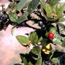 Premium Cordia bahamensis, Granny Bush Cocobey Florida native wild shrub seed 100 seeds Premium Cordia bahamensis, Granny Bush Cocobey Florida native wild shrub seed 100 seeds