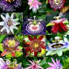 Limited Edition FLOWERING PASSIFLORA MIX passion fruit exotic edible sweet vine seed 100 seeds Limited Edition FLOWERING PASSIFLORA MIX passion fruit exotic edible sweet vine seed 100 seeds