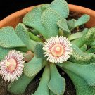 Best-Selling Aloinopsis Rosulata | rare succulent living stones ice plant rock seed 50 SEEDS Best-Selling Aloinopsis Rosulata | rare succulent living stones ice plant rock seed 50 SEEDS