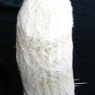 Best-Selling Espostoa Lanata, rare columnar cactus Pseudoespostoa melanostele seed - 15 seeds Best-Selling Espostoa Lanata, rare columnar cactus Pseudoespostoa melanostele seed - 15 seeds