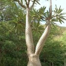 Exclusive Pachypodium Lamerei RAMOSUM, madagascar palm caudex bonsai thorns seed 5 SEEDS