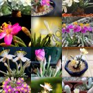 New Arrival FLOWERING AVONIA MIX variety rare exotic succulent cactus plant seed - 15 SEEDS New Arrival FLOWERING AVONIA MIX variety rare exotic succulent cactus plant seed - 15 SEEDS