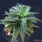 Best-Selling ALOE DESCOINGSII | agave healing medicinal succulent rare plant seed 10 SEEDS Best-Selling ALOE DESCOINGSII | agave healing medicinal succulent rare plant seed 10 SEEDS