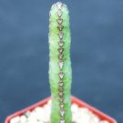 Top-Quality Euphorbia heterochroma, African catedral plant bonsai tree rare cactus exotic 2"" Top-Quality Euphorbia heterochroma, African catedral plant bonsai tree rare cactus exotic 2""
