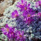 Premium Antimima envoluta | living stone rock mesembs peable cacti cactus seed 100 SEEDS Premium Antimima envoluta | living stone rock mesembs peable cacti cactus seed 100 SEEDS