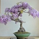Top-Quality Bonsai Tree Chinese Wisteria rare flowering purple climbing vine seed 10 seeds Top-Quality Bonsai Tree Chinese Wisteria rare flowering purple climbing vine seed 10 seeds