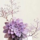 Premium Graptopetalum Pentandrum exotic succulent rare mesembs flowering plant 100 SEEDS