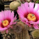 Top-Quality Echinocereus reichenbachii | flowering cacti exotic rare cactus seed 100 SEEDS Top-Quality Echinocereus reichenbachii | flowering cacti exotic rare cactus seed 100 SEEDS