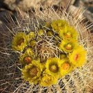 Limited Edition Ferocactus Cylindraceus | rare cacti exotic barrel cactus flower seed100 SEEDS Limited Edition Ferocactus Cylindraceus | rare cacti exotic barrel cactus flower seed100 SEEDS