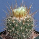 Premium Stenocactus albatus, exotic shape cactus rare spines flower cacti seed 50 SEEDS Premium Stenocactus albatus, exotic shape cactus rare spines flower cacti seed 50 SEEDS