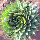 Best-Selling ALOE POLYPHYLLA spiral succulent rare agave plant exotic seed 10 SEEDS