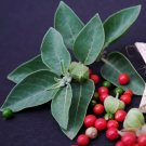 New Arrival Ashwagandha, Organic Withania somnifera medicinal plant 100 SEEDS New Arrival Ashwagandha, Organic Withania somnifera medicinal plant 100 SEEDS