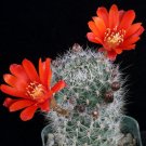 New Arrival Rebutia Maxima exotic rare cactus globular flowering cacti flower seed 15 SEEDS