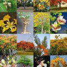 New Arrival DELONIX TREE MIX rare flower plant huge flamboyan fragrant bonsai tree- 10 seeds New Arrival DELONIX TREE MIX rare flower plant huge flamboyan fragrant bonsai tree- 10 seeds