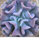 Limited Edition Echeveria Cubic Frost succulent exotic hen and chicks plant seed 50 SEEDS Limited Edition Echeveria Cubic Frost succulent exotic hen and chicks plant seed 50 SEEDS