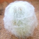 New Arrival Espostoa Nana, rare columnar cactus Pseudoespostoa melanostele seed - 15 seeds New Arrival Espostoa Nana, rare columnar cactus Pseudoespostoa melanostele seed - 15 seeds