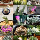 Premium EXOTIC AVONIA MIX variety rare flowering succulent cactus plant seed - 15 SEEDS Premium EXOTIC AVONIA MIX variety rare flowering succulent cactus plant seed - 15 SEEDS