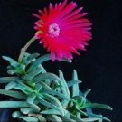 Top-Quality Cephalophyllum cupreum, rare mesembs exotic living stones rock seed 50 SEEDS Top-Quality Cephalophyllum cupreum, rare mesembs exotic living stones rock seed 50 SEEDS