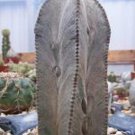 New Arrival Astrophytum Columnare, exotic columnar cacti rare collector cactus seed 50 SEEDS New Arrival Astrophytum Columnare, exotic columnar cacti rare collector cactus seed 50 SEEDS