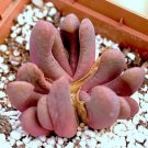Best-Selling Glottiphyllum pygmaeum exotic living stone rare dwarf rock mesemb seed 100 SEEDS