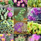 Exclusive EXOTIC ANTIMIMA MIX | flowering succulent cactus living stones desert 15 SEEDS Exclusive EXOTIC ANTIMIMA MIX | flowering succulent cactus living stones desert 15 SEEDS