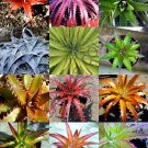 Premium COLOR DYCKIA MIX exotic succulent hetchia agave xeriscaping aloe seed 100 SEEDS Premium COLOR DYCKIA MIX exotic succulent hetchia agave xeriscaping aloe seed 100 SEEDS