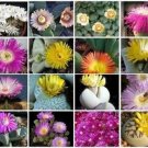 Best-Selling Mesembs VARIETY MIX exotic rare succulent cactus ice living stone seed 50 SEEDS Best-Selling Mesembs VARIETY MIX exotic rare succulent cactus ice living stone seed 50 SEEDS