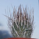 Top-Quality Stenocactus crispatus longispinus | rare seed 10 SEEDS Top-Quality Stenocactus crispatus longispinus | rare seed 10 SEEDS