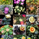 Top-Quality FLOWERING ALOINOPSIS MIX rare exotic succulent mesemb living stone seed 20 SEEDS Top-Quality FLOWERING ALOINOPSIS MIX rare exotic succulent mesemb living stone seed 20 SEEDS