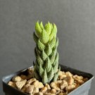 Exclusive Haworthia reinwardtii rare succulent plant exotic cactus cacti miniature aloe 3"" Exclusive Haworthia reinwardtii rare succulent plant exotic cactus cacti miniature aloe 3""