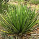 Exclusive RARE AGAVE LECHUGUILLA | exotic cacti aloe succulent rare cactus seed 15 SEEDS Exclusive RARE AGAVE LECHUGUILLA | exotic cacti aloe succulent rare cactus seed 15 SEEDS