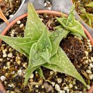 Best-Selling RARE ALOE BLUE MIST | exotic medicinal gel succulent desert seed 100 SEEDS