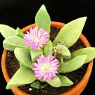 Best-Selling CEROCHLAMYS PACHYPHYLLA, rare plant exotic living stones succulent seed 15 SEEDS Best-Selling CEROCHLAMYS PACHYPHYLLA, rare plant exotic living stones succulent seed 15 SEEDS