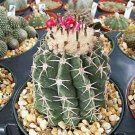 Premium Melocactus dowsonii NC globular cacti rare colectable cactus aloe seed 100 SEEDS Premium Melocactus dowsonii NC globular cacti rare colectable cactus aloe seed 100 SEEDS