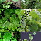 Limited Edition Organic Jatropha Curcas LEAF Physic Nut barbados plant bush biodisel15 LEAVES