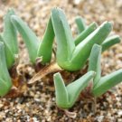 Exclusive ODONTOPHORUS PROTOPARCOIDES rare mesembs succulent living stones seed -15 SEEDS Exclusive ODONTOPHORUS PROTOPARCOIDES rare mesembs succulent living stones seed -15 SEEDS