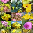 Limited Edition UNCARINA variety MIX, magadascar plantcaudex succulent desert bonsai 10 seeds Limited Edition UNCARINA variety MIX, magadascar plantcaudex succulent desert bonsai 10 seeds